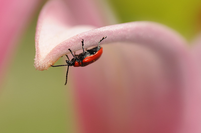 120709 Blume Makro Tiere D31_5158 Kopie.jpg